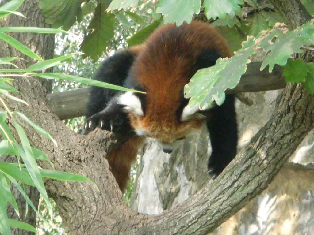 レッサーパンダ