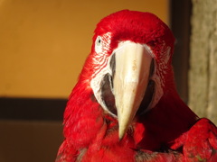 インコ