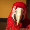 インコ