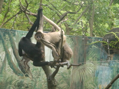 サル