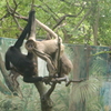 サル