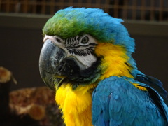 インコ