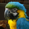 インコ