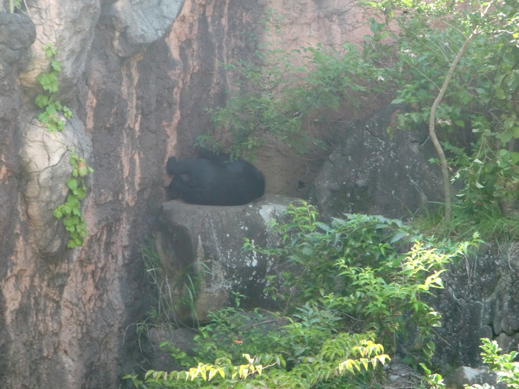 クマ