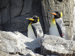 ペンギン