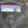 キツネ村
