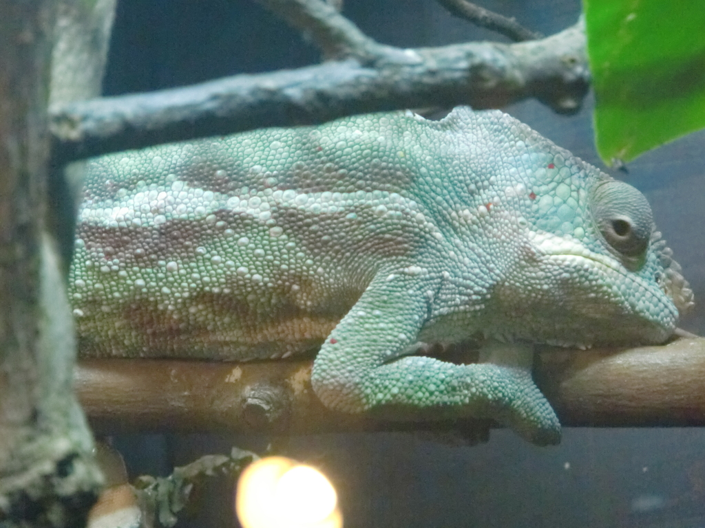 ハチュウルイ