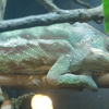 ハチュウルイ