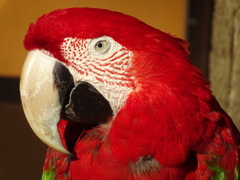 インコ