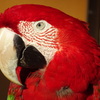 インコ