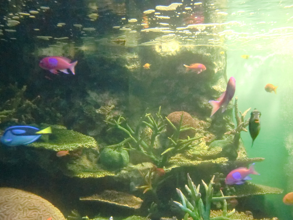 サカナ