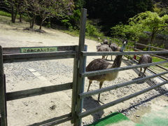 エミュー