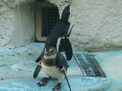 ペンギン