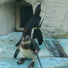 ペンギン