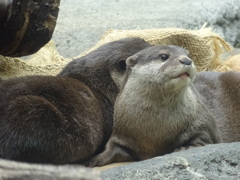 カワウソ