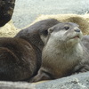 カワウソ
