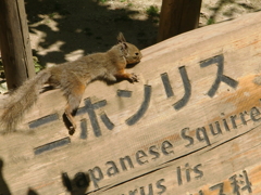 リス