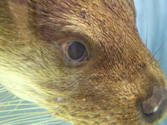 カワウソ