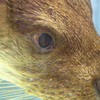 カワウソ