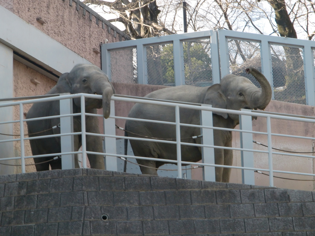 ゾウ