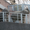 ゾウ