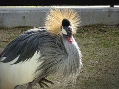 トリ