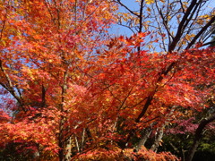 紅葉