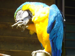 インコ