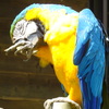 インコ
