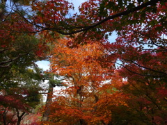 紅葉