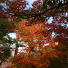 紅葉