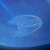 クラゲ