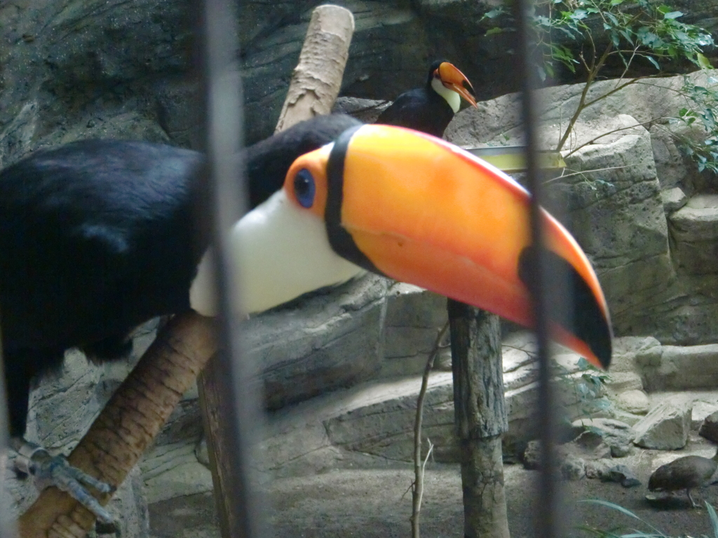 オニオオハシ