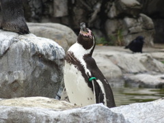 ペンギン