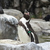 ペンギン