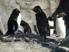 ペンギン