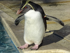 ペンギン