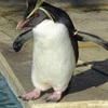 ペンギン