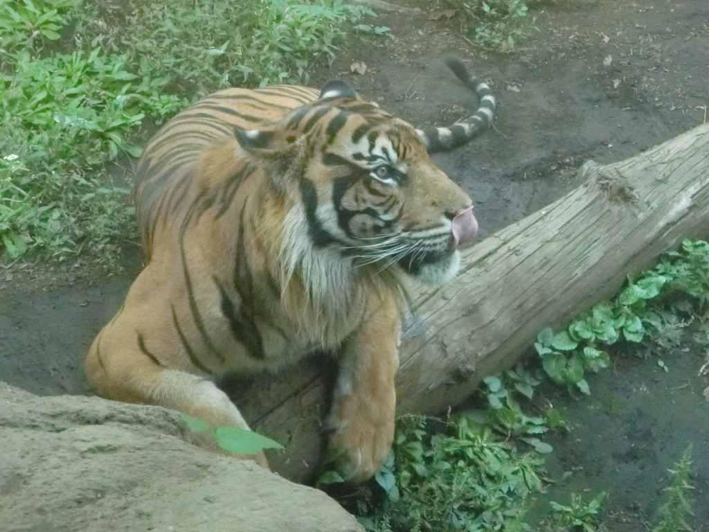 トラ