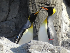 ペンギン