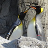ペンギン
