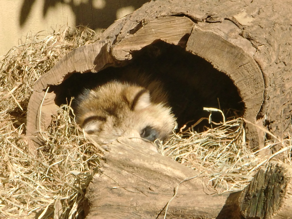 タヌキ