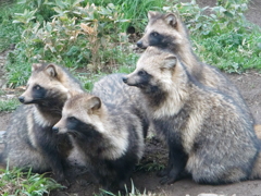 タヌキ