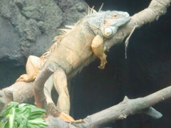 ハチュウルイ