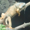 ハチュウルイ