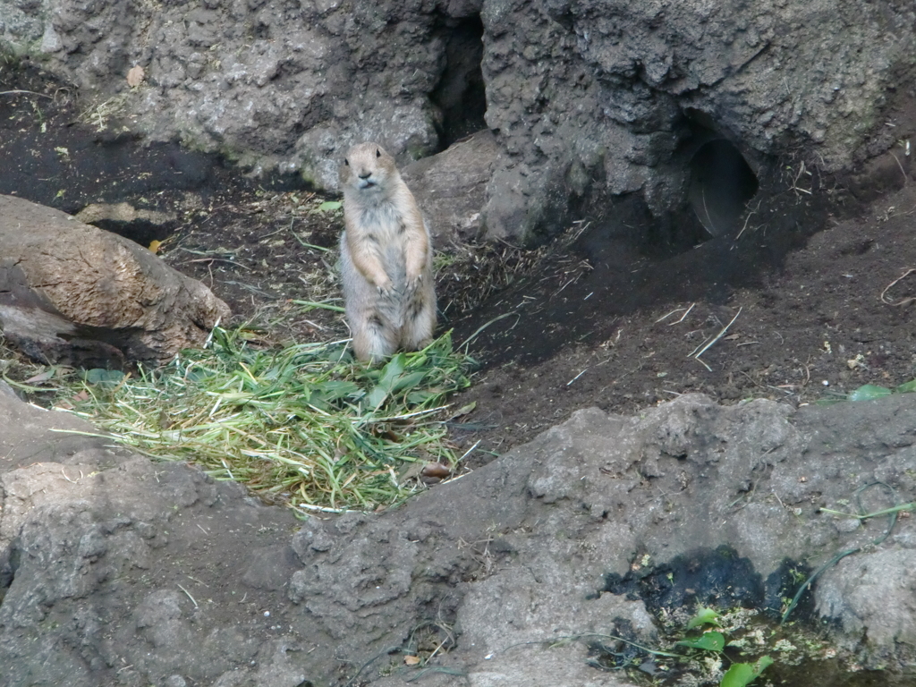 プレーリードッグ