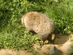 タヌキ