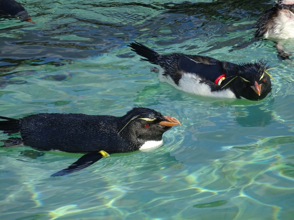 ペンギン