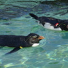 ペンギン