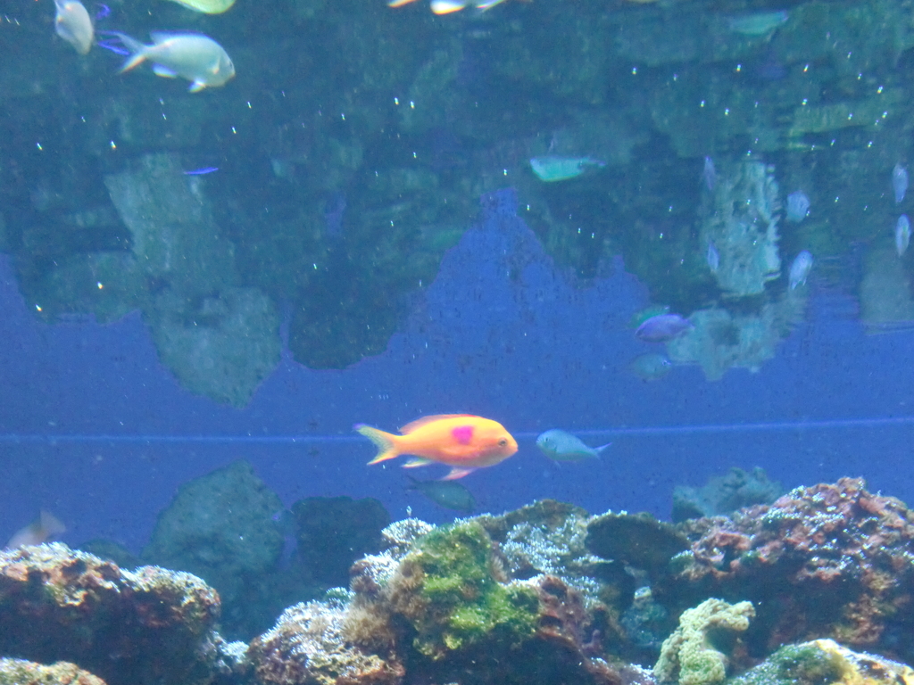 サカナ